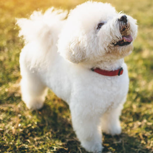 A store bichon puppy